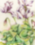 Cyclamen 2