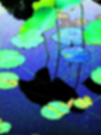 Blue Lily Pads