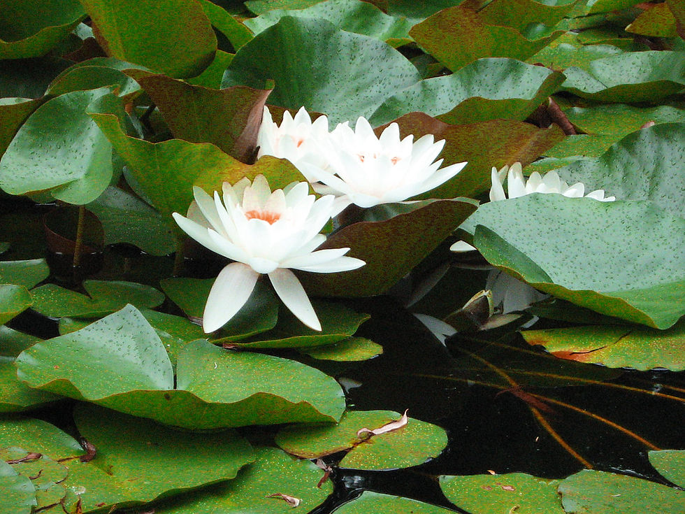 Lily Pad