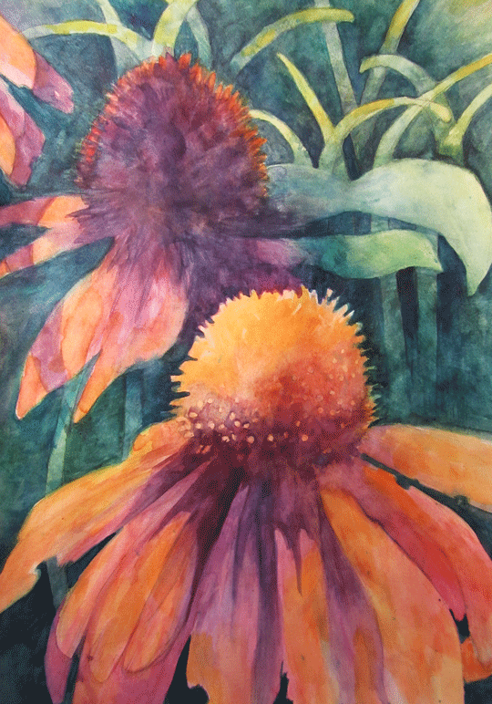 Echinacea