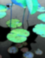 Teal Lily Pad