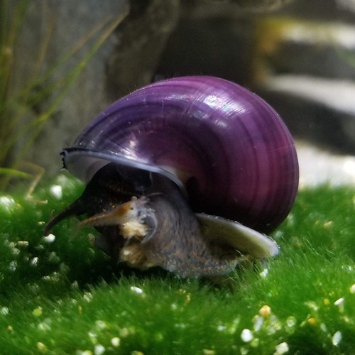 Purple Mystery Snail Canada Guppies
