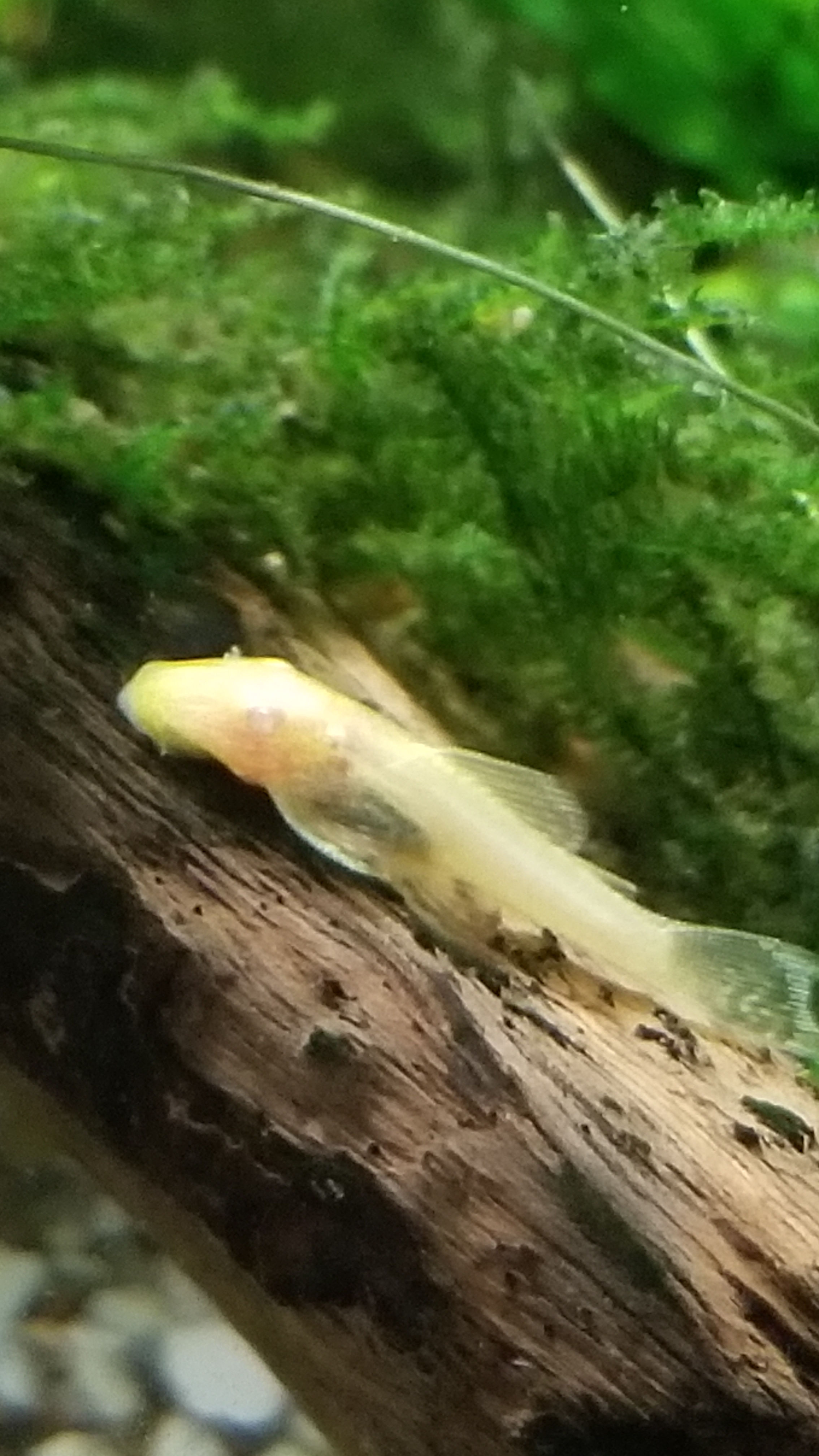 ALBINO BRISTLENOSE PLECO