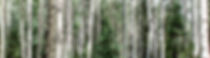 Aspen Tree Art.jpg