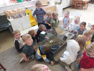 't Goortje| Het konijn van Rein