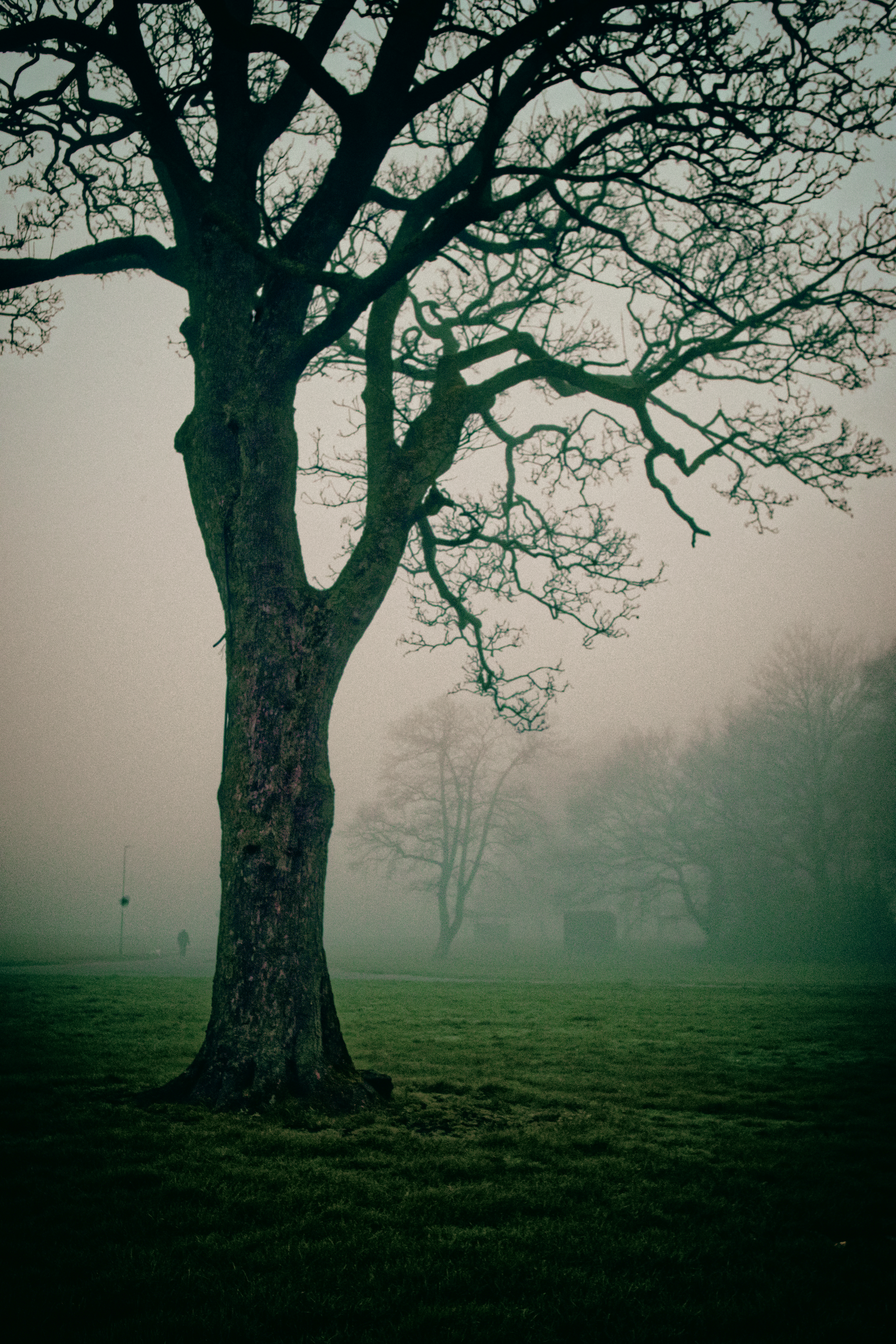 treeinfog cinematic (1 of 1).jpg