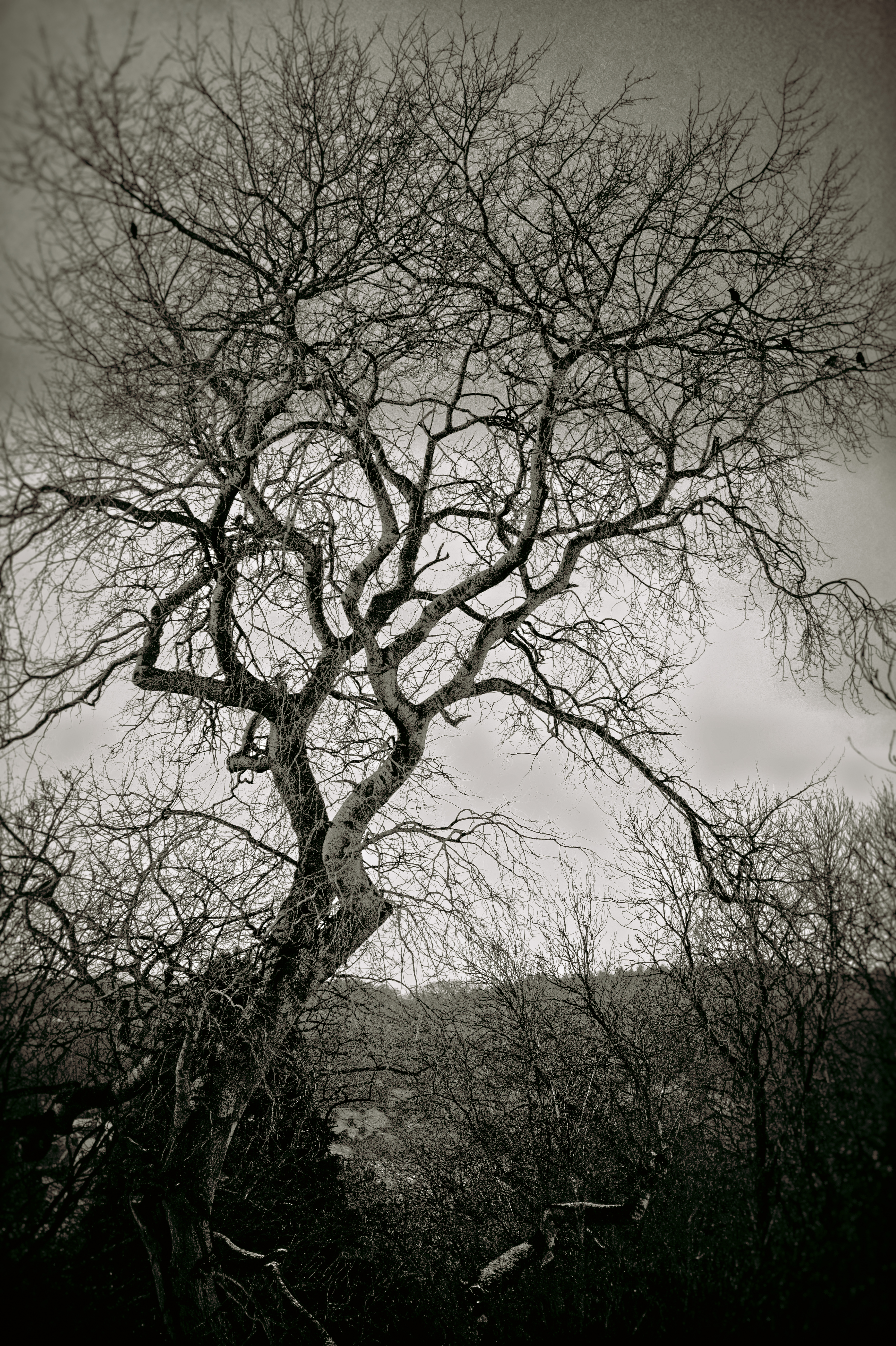 tree in winter (1 of 1).jpg