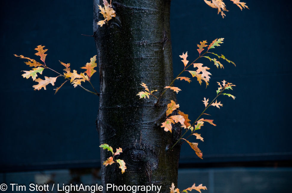 20121110_351_Black tree