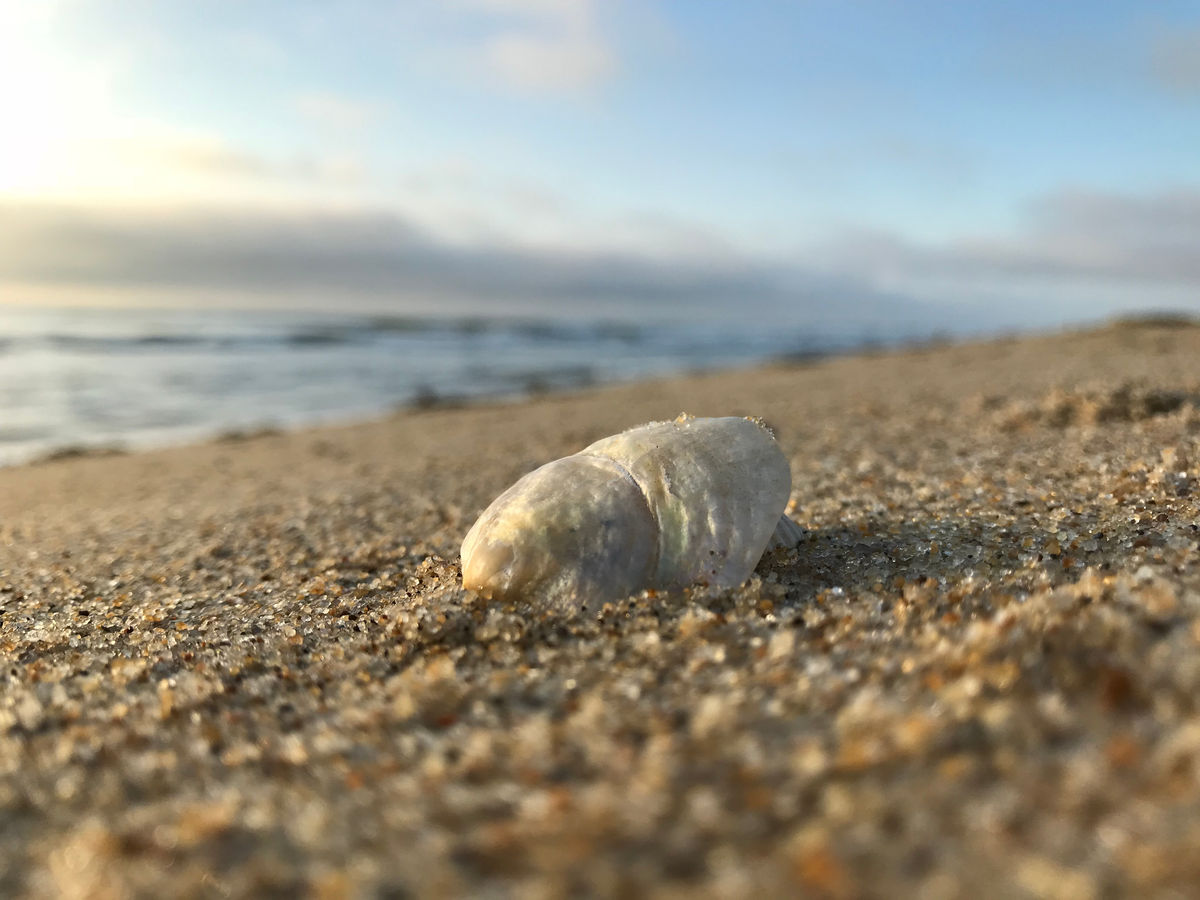 Coastal Light Counseling & Psychotherapy