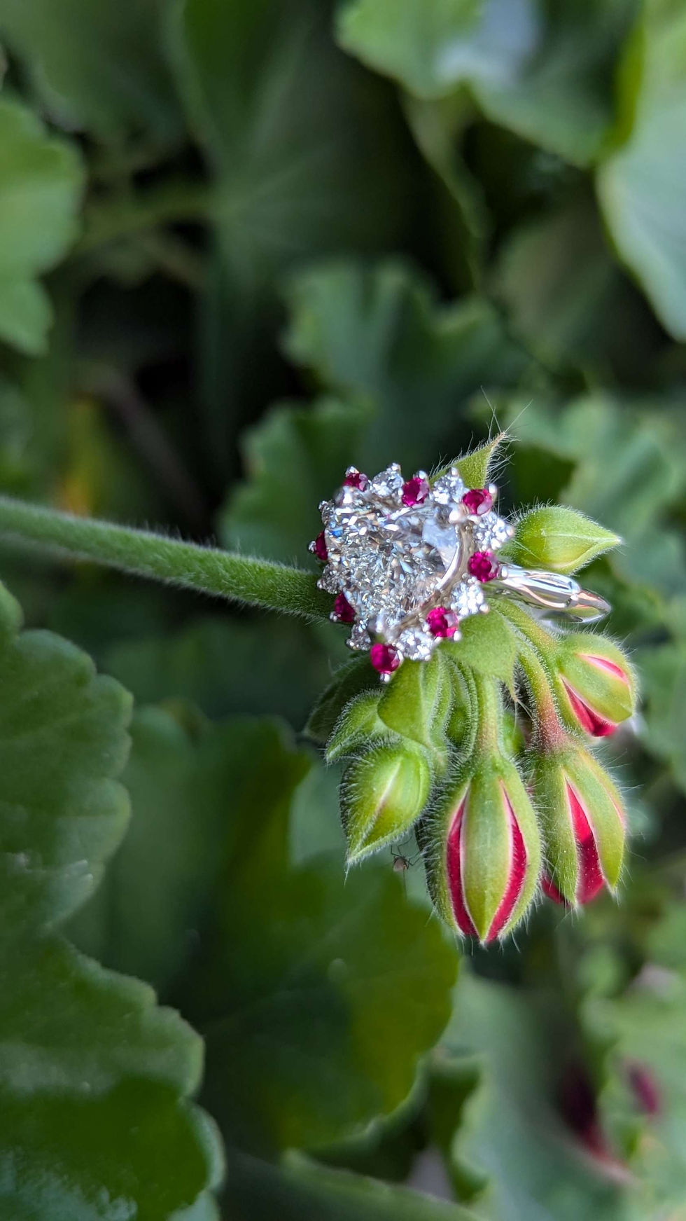 Thumbnail: Pure North Diamond & Chatham Rubies Heart Ring