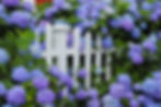 Purple and blue hydrangea flowers growing through a white picket fence. Cape Cod Cottage