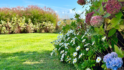 Daisy flowers next to other grasses, a design plan drawn by Hanley Landscape Design