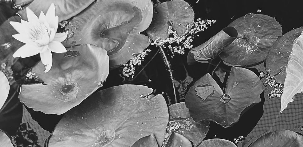 Lilies_edited.jpg