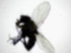 Mosca_Foto Gisele Conti