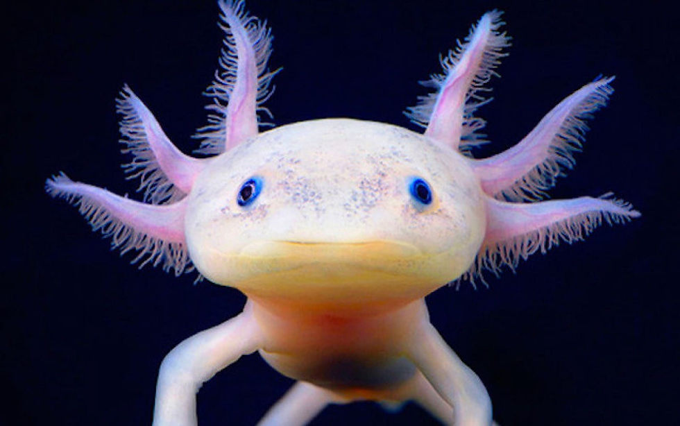 Thumbnail: Adorable Axolotl Plushie, 7 Soft & Cuddly Colors