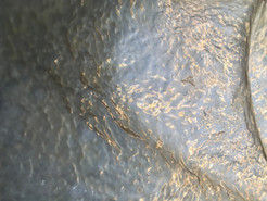 A first look at SCOBY textiles