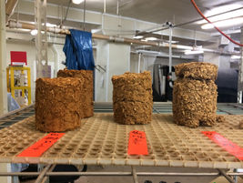 Bio-bricks from Spent Grain – Pt. 1