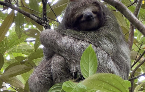 Sloth Tour La Fortuna