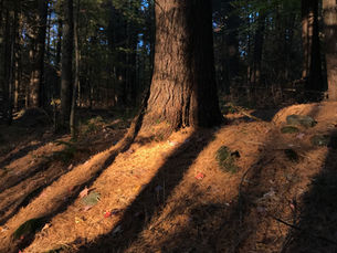 arbre et ombre