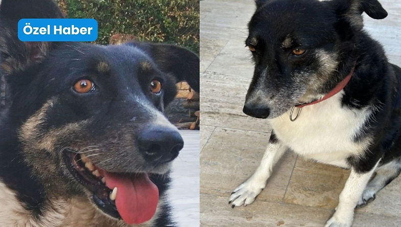 Lucy'e istismarı kamera gördü, mahkeme gördü ancak sanık serbest kaldı