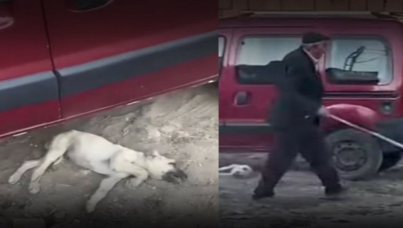 Sivas'ta yavru köpeğe sopayla şiddet: Para cezası ve yasal işlem