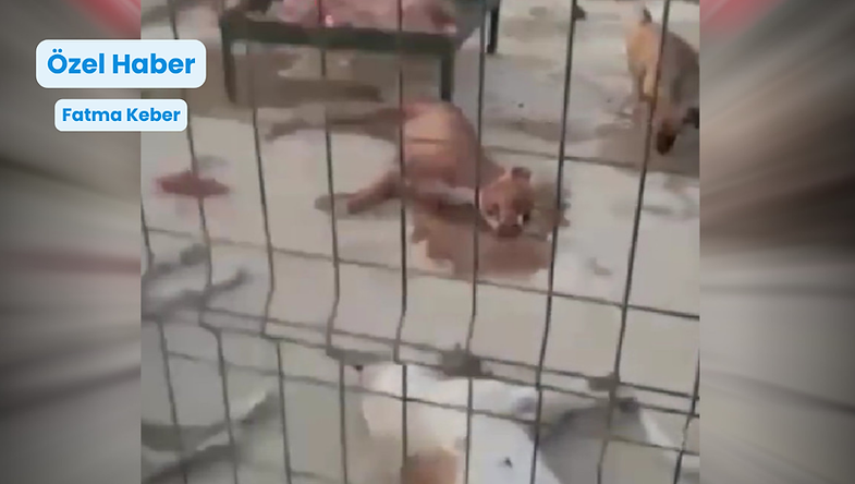 Urfa'da barınakta köpek ölümleri: Belediye kontrollü 'ölüm' diyor, hayvanseverler 'katliam'...