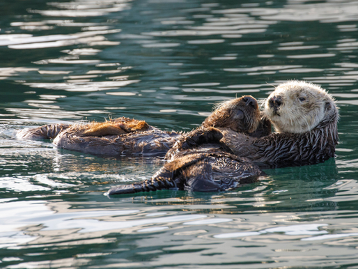 Celebrating World Otter Day: Honoring Nature's Playful Guardians