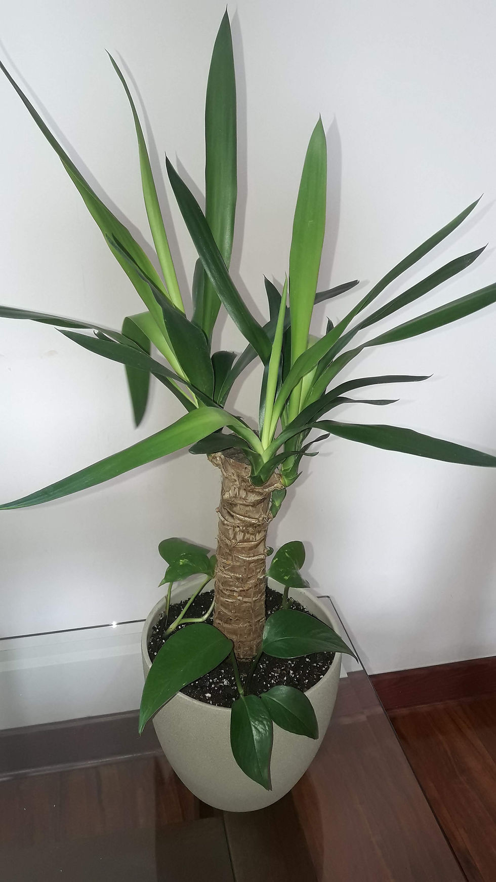 Yuca 0,4m