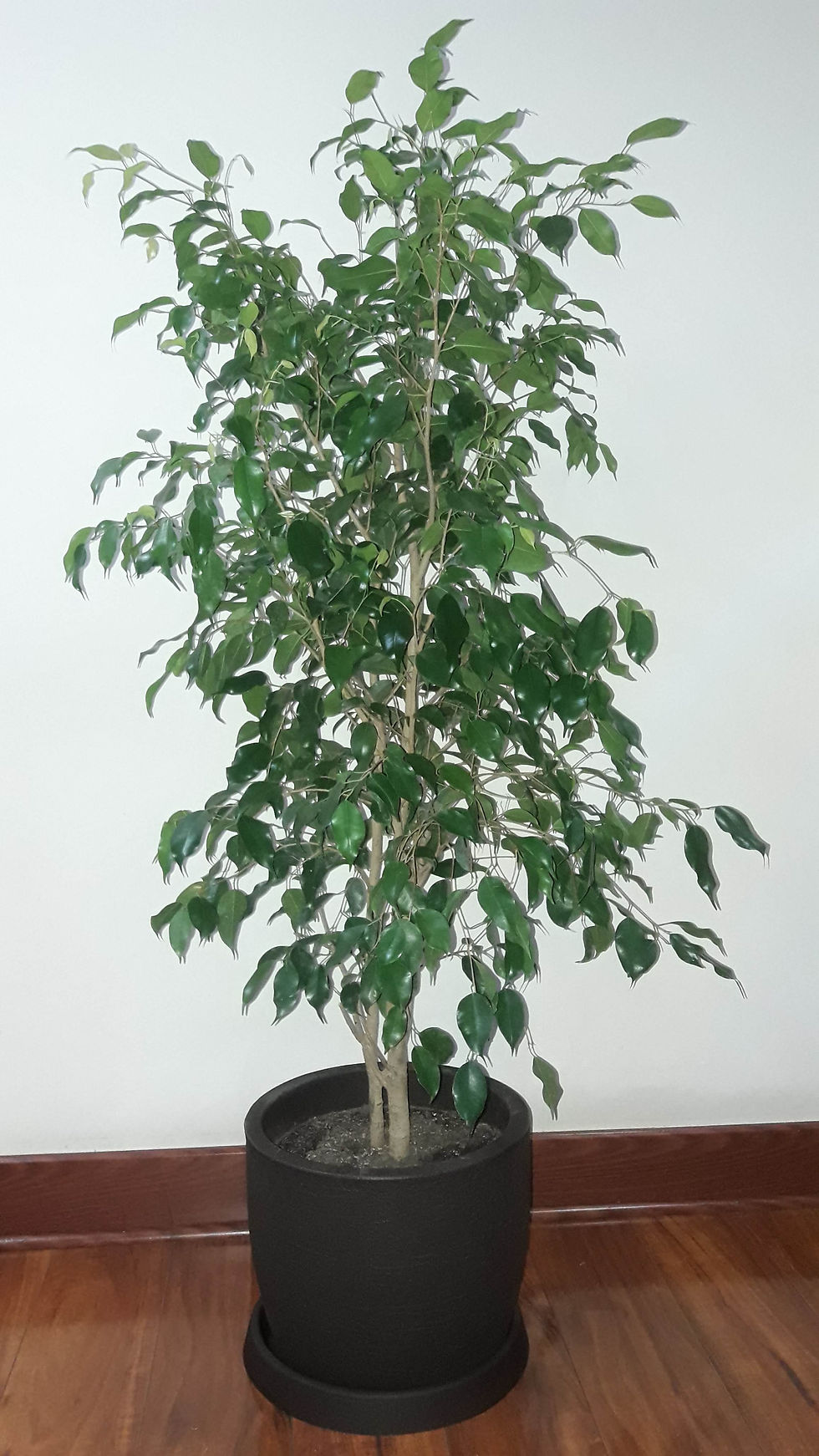 Ficus Benjamina