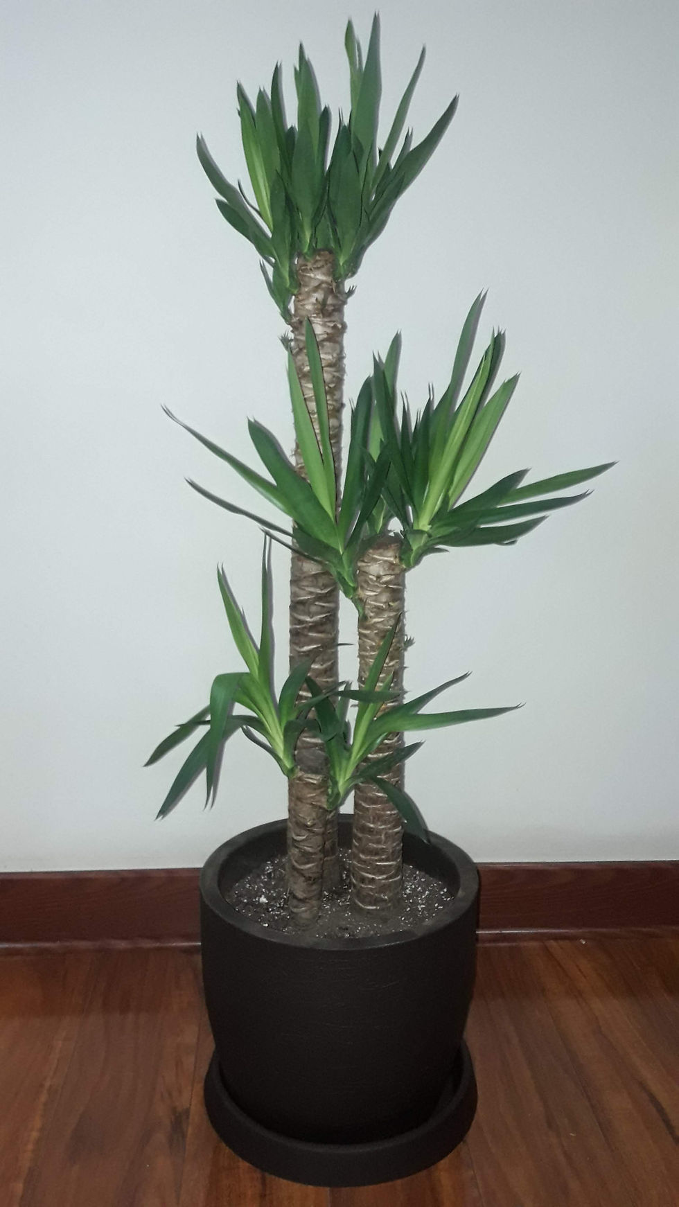 Yuca trio