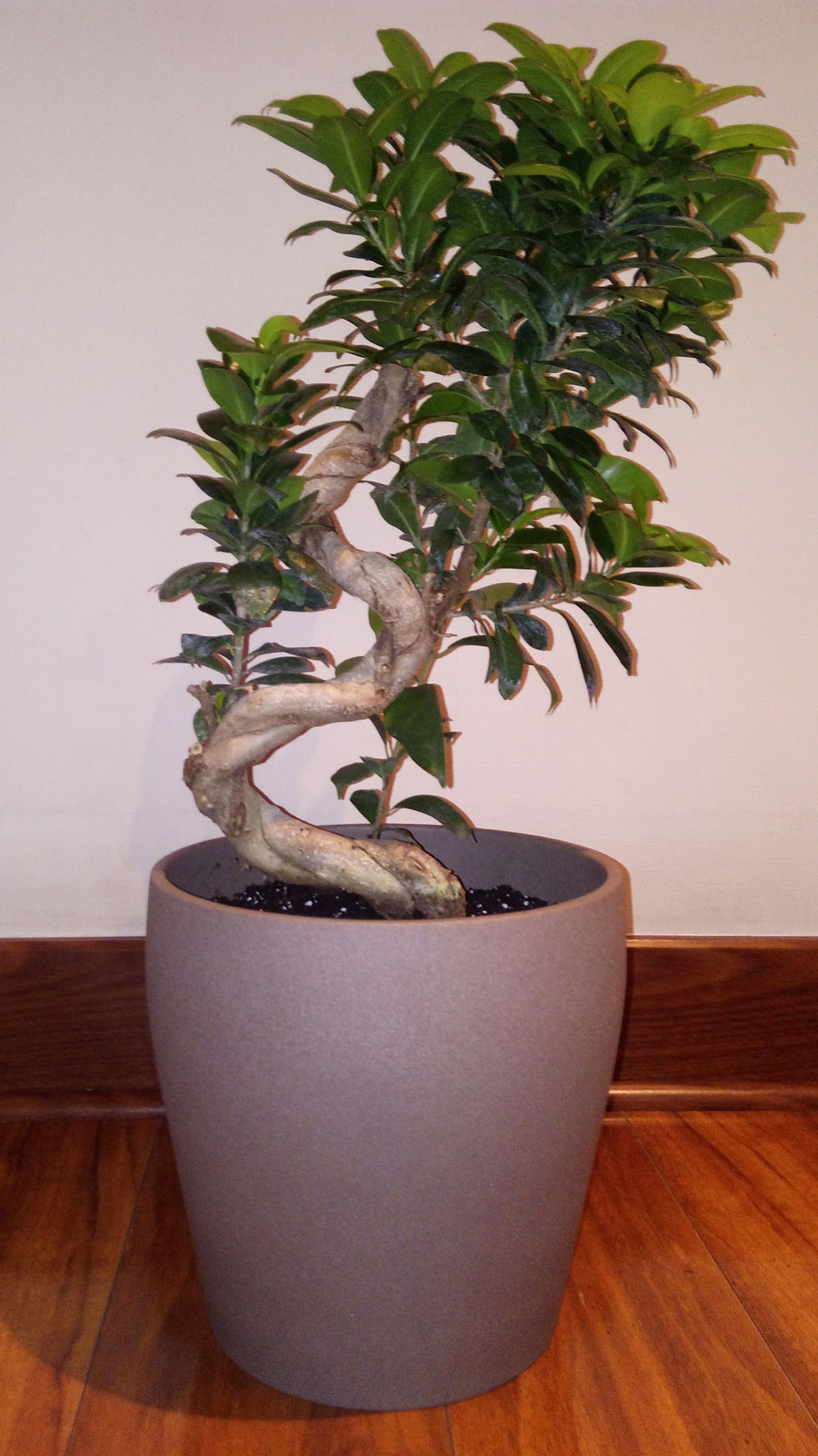 Ficus Shape