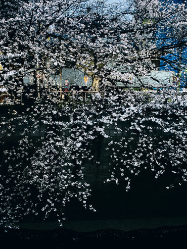 HANAMI, TOKYO. Half The Sky. © Floriane De Lassée
