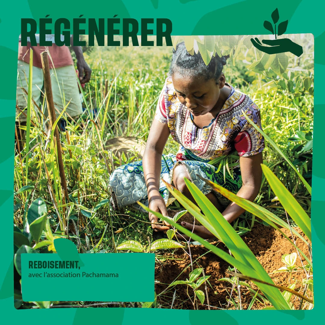 Régénérer : reboisement