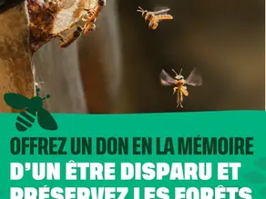 Abeilles mélipones avec titre : offrez un don en la mémoire d'un être disparu et préservez les forêts