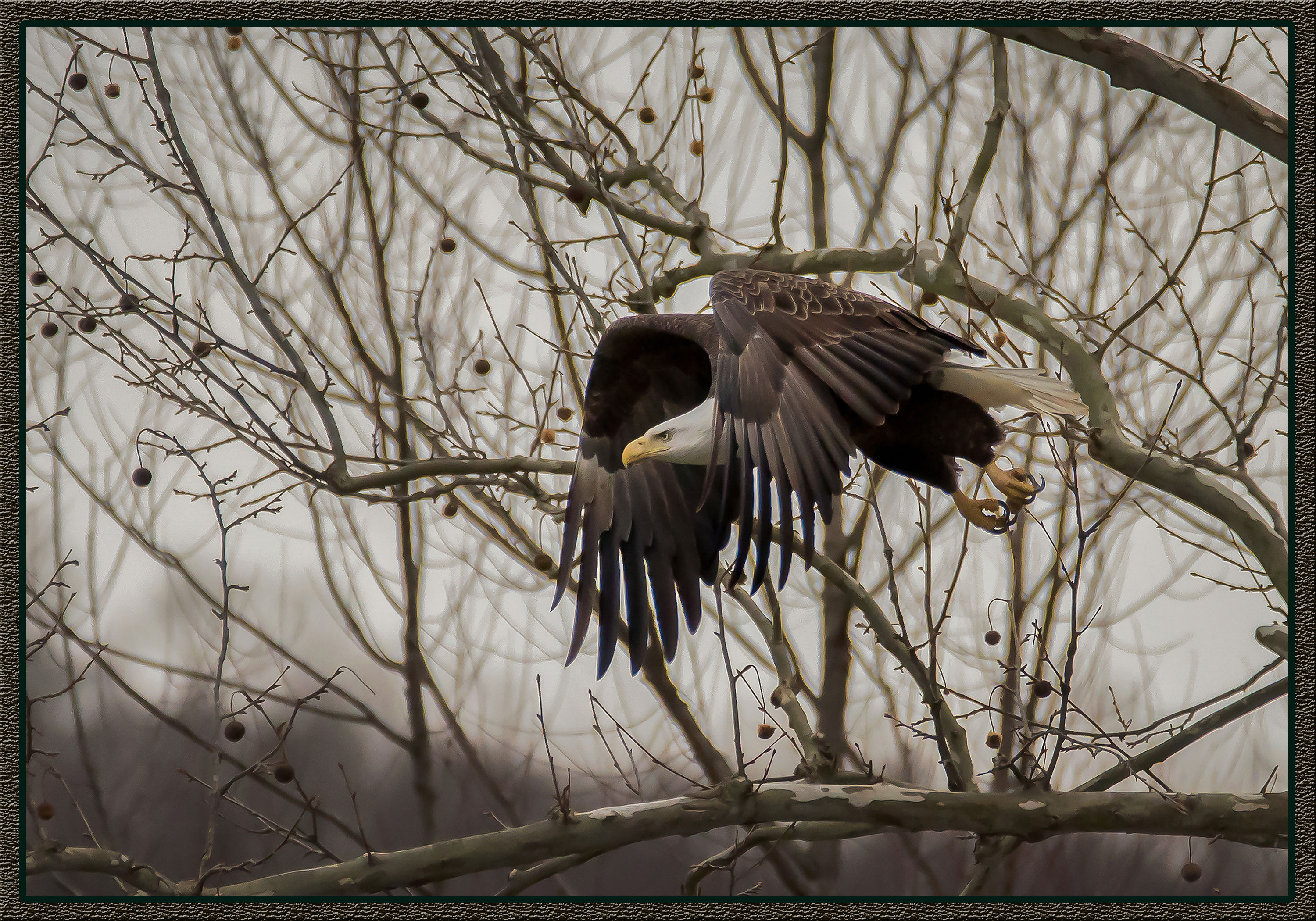 Bald Eagle