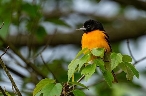 baltimoreoriole1jpg copy.jpg