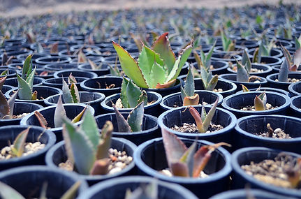 Agave_cultivation.jpg