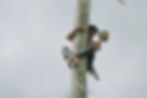 balinese farmer picking up the coconut niskala tours.jpg