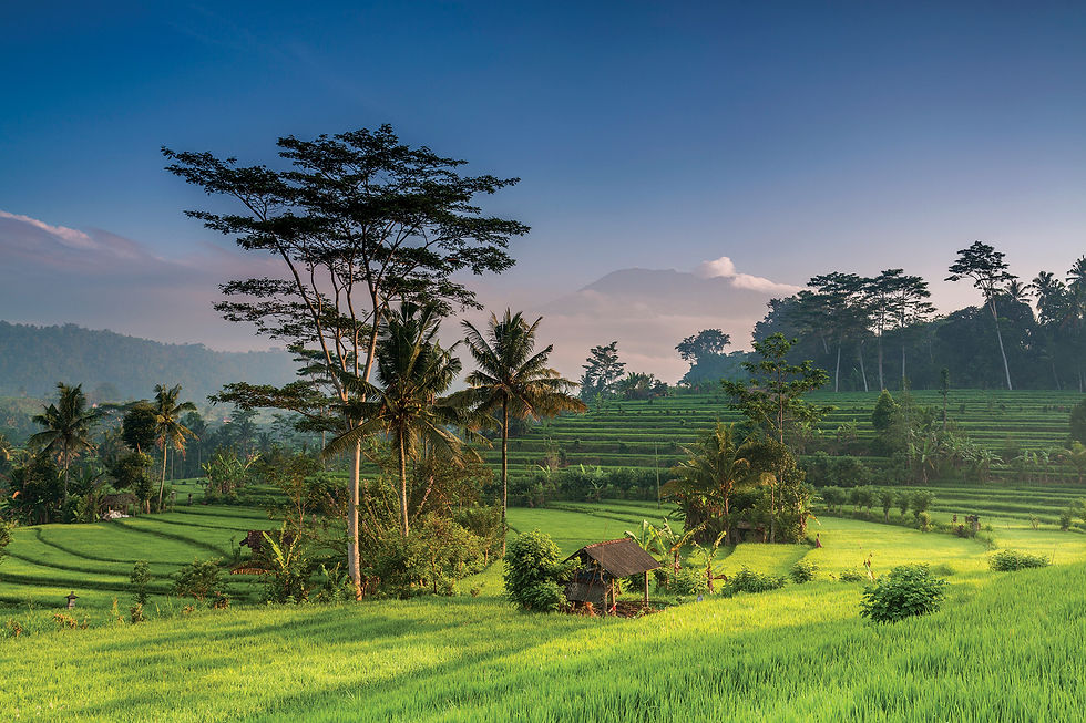 Balinese landscape with beatiful rice terrace and mountain view