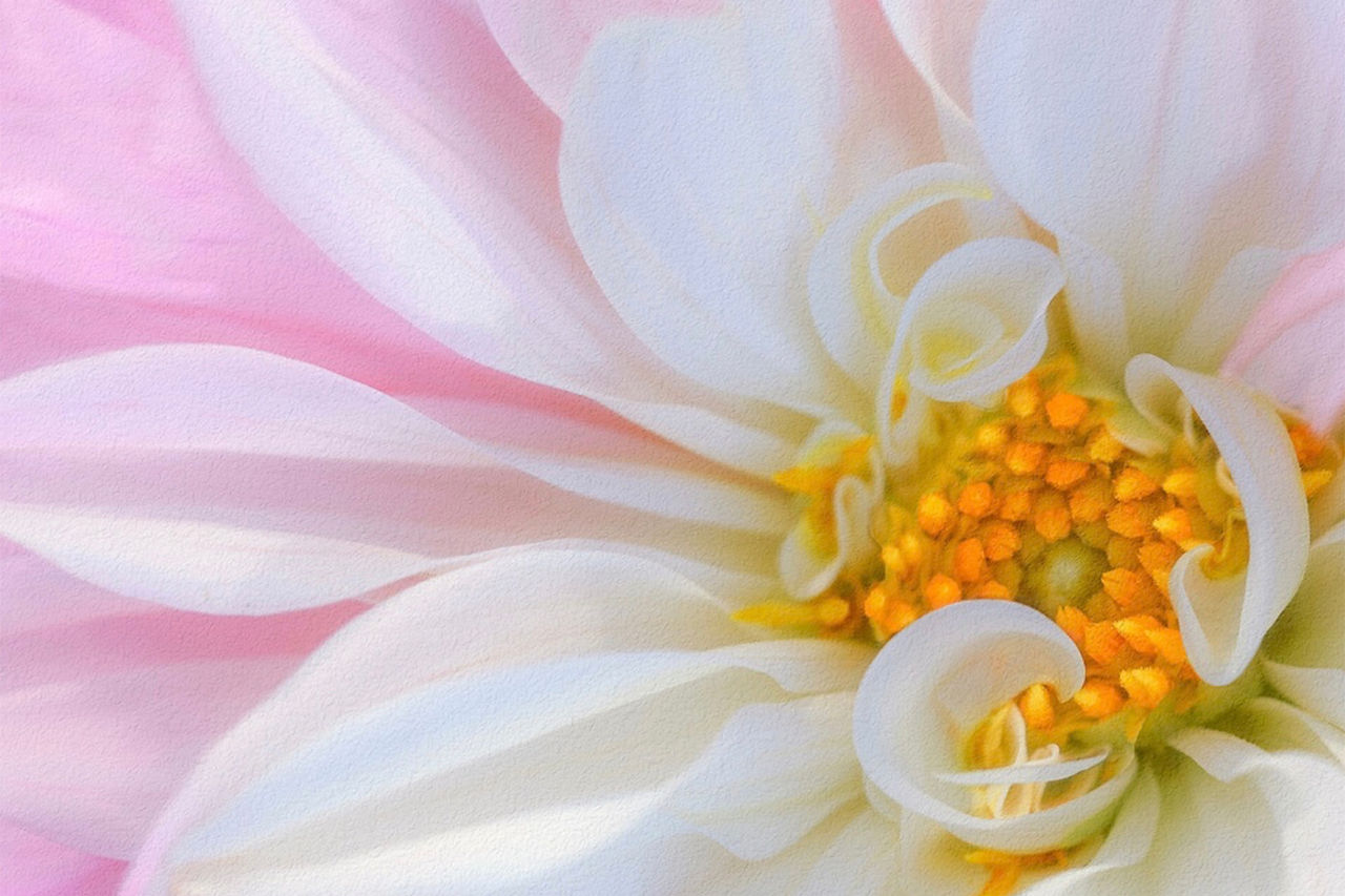 Wild Child Dahlia 2