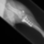 X-ray showing cruciate repair on dog
