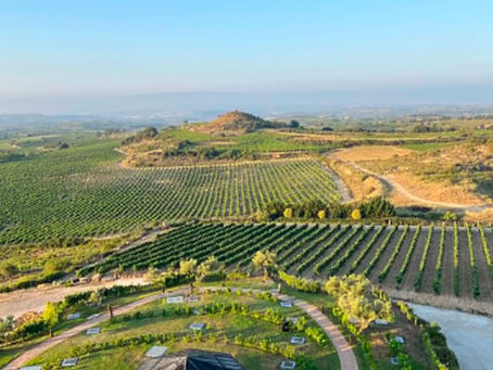 Vingård i Rioja
