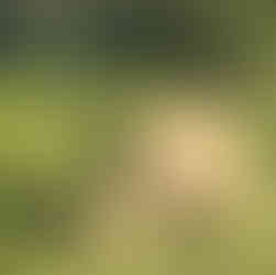 The Big five in Kenya