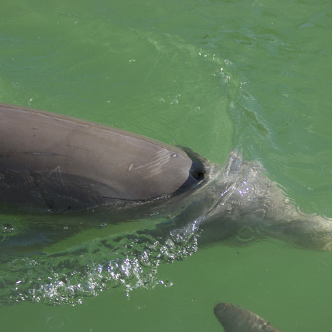 Bottlenose Dolphin_Wildlife By Yuri.jpeg