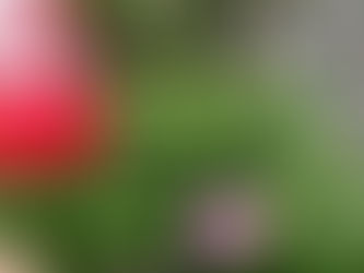 あじさいの季節になろうとしています