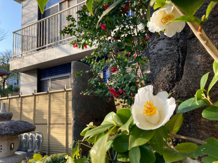 紅白の椿が咲いています。