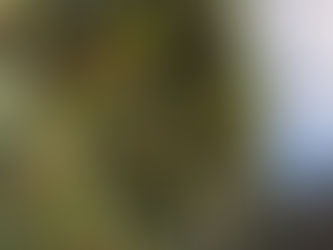 秋ですが、花が咲いています