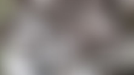 最後の盛りの桜です