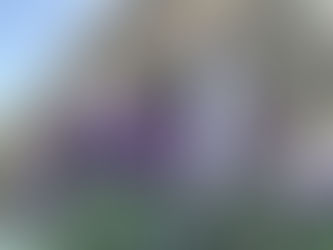 境内・墓地の花がきれいです