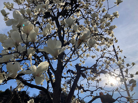 白木蓮が咲きました